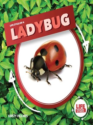 cover image of Life Cycle of a Ladybug